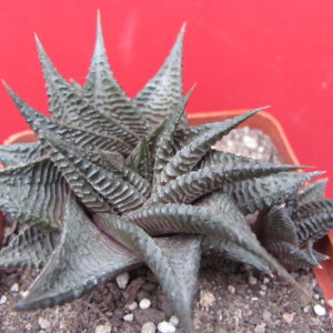Haworthia    limifolia    *Fairy  Washboard*