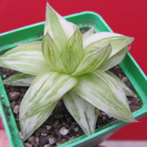 Haworthia    cymbiformis   variegata