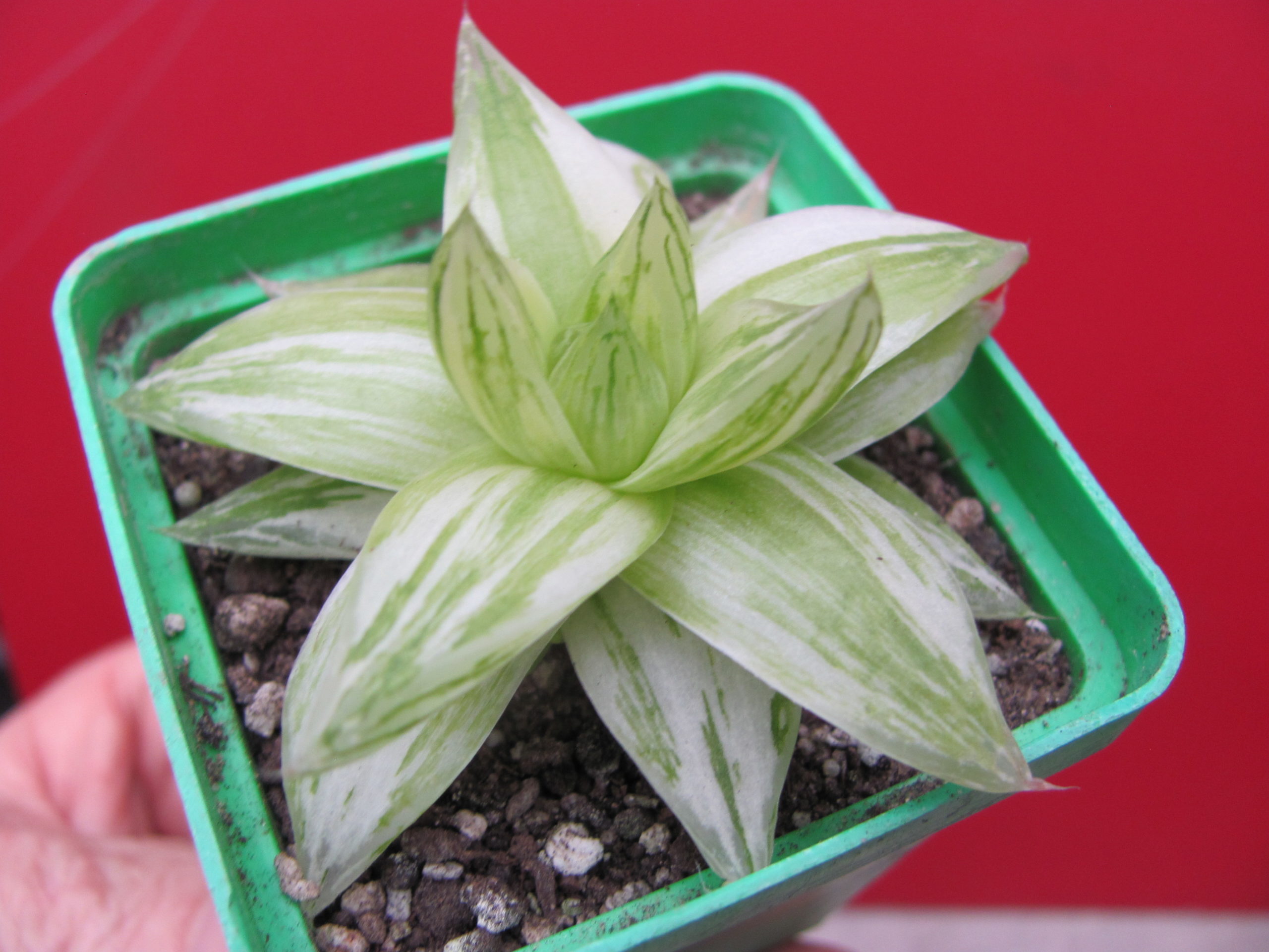 Haworthia    cymbiformis   variegata