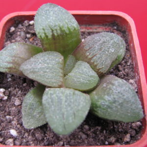 Haworthia     pygmaea  x  springbokvlakensis