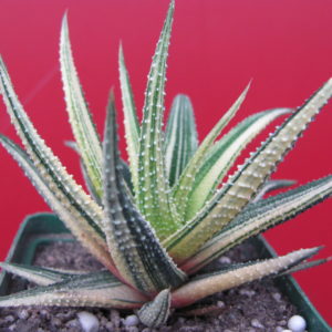 Haworthia   attenuata  variegata