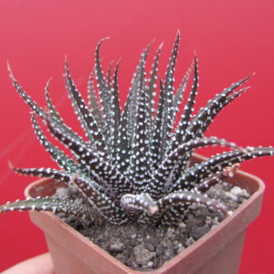 Haworthia   attenuata   *Concolor*