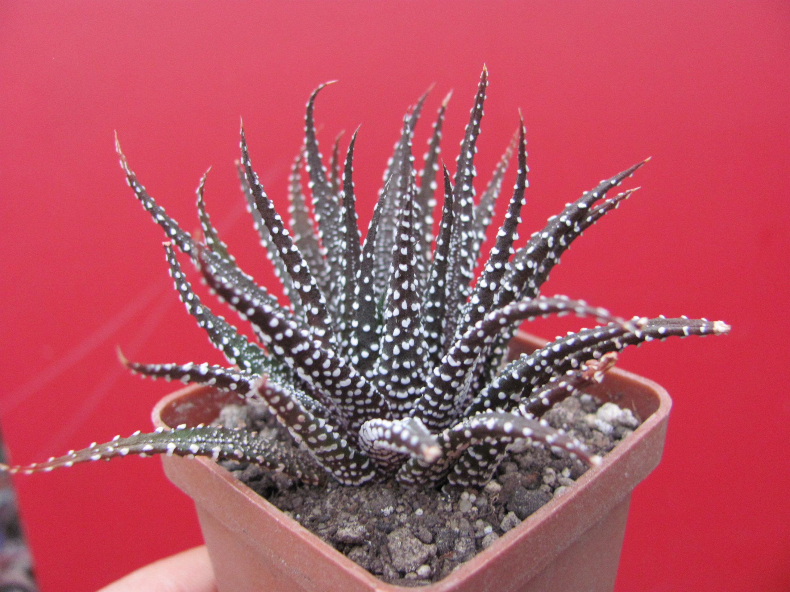 Haworthia   attenuata   *Concolor*