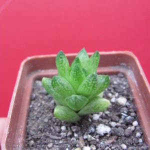 Haworthia   reticulata      Dublin