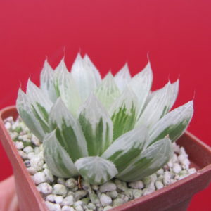 Haworthia   cooperi variegata