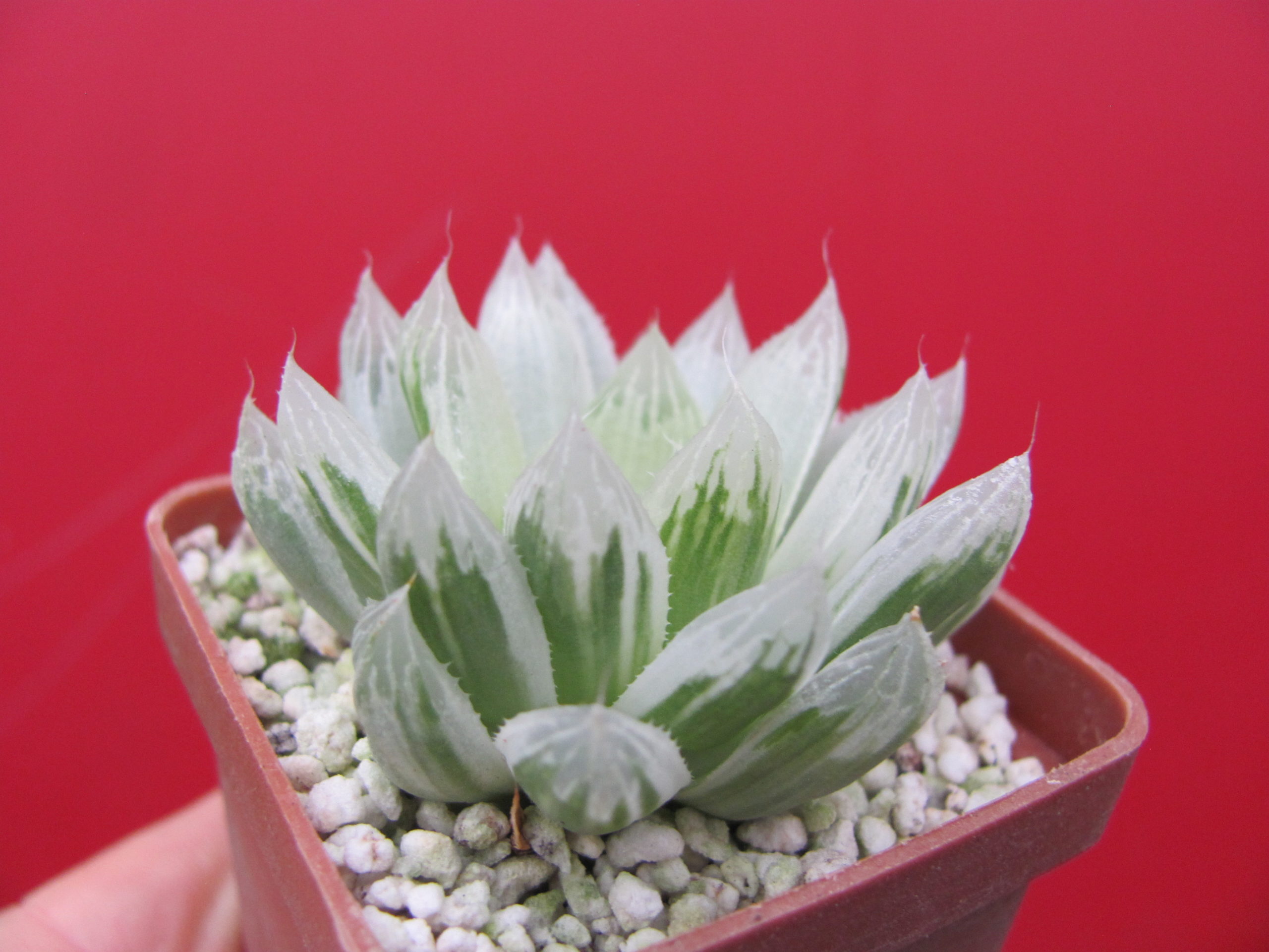 Haworthia   cooperi variegata