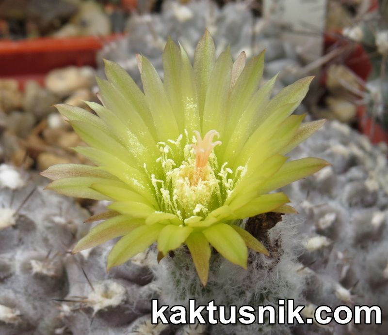 7558 Neochilenia aff. setosiflora -Choros Bajos-
