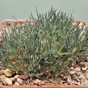 Ornithogalum-sardienii-5