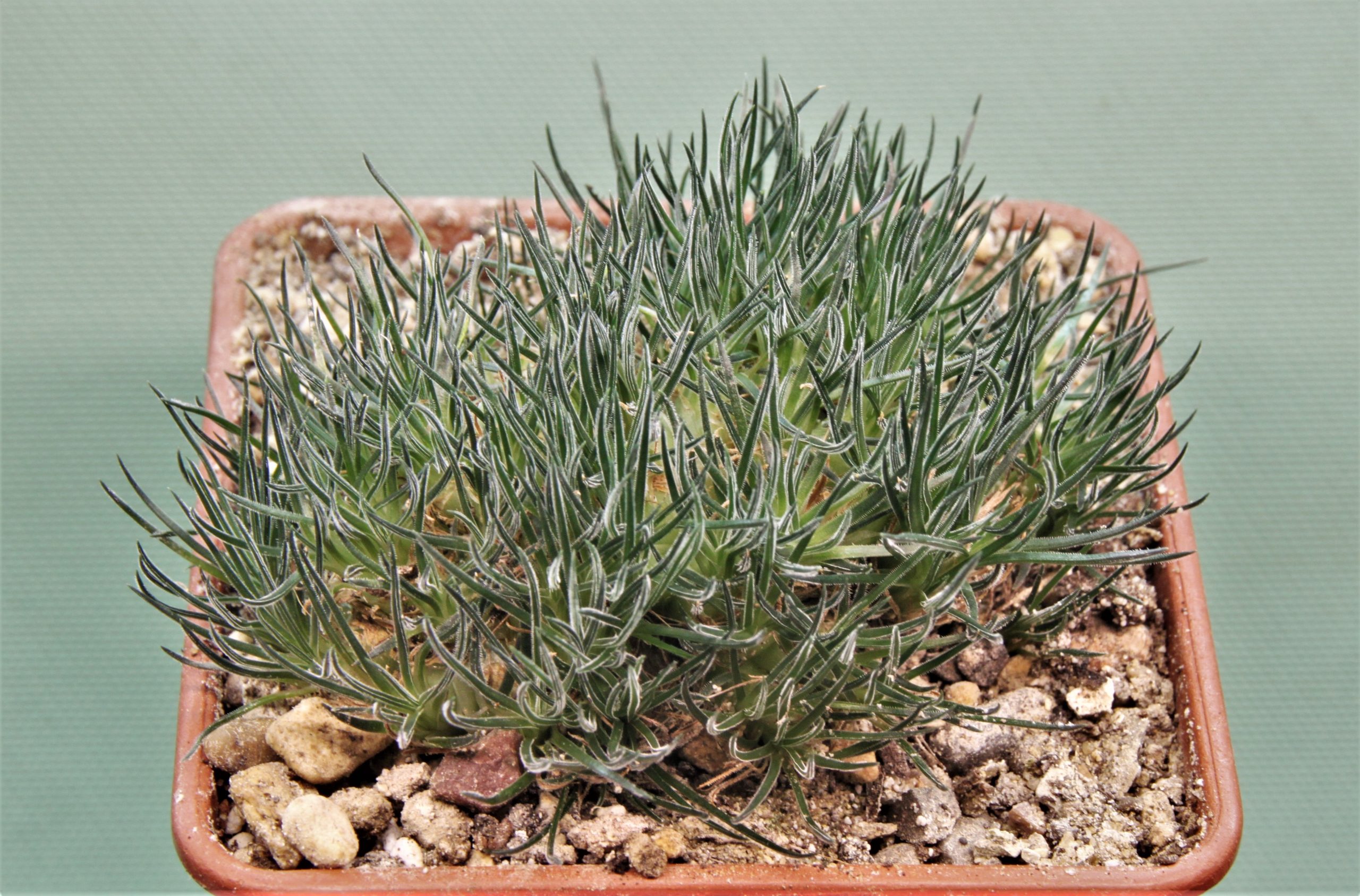 Ornithogalum-sardienii-5