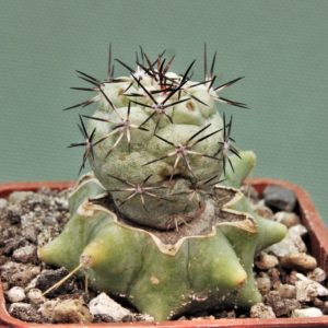 Ortegocactus-macdougallii-San-Jose.-Lecheguiri.-Oaxaca-3