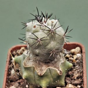 Ortegocactus-macdougallii-San-Jose.-Lecheguiri.-Oaxaca-4