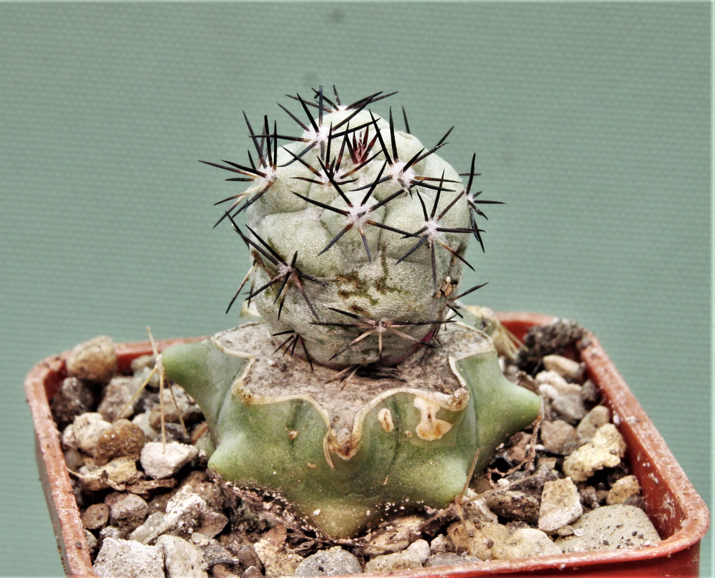 Ortegocactus-macdougallii-San-Jose.-Lecheguiri.-Oaxaca-5