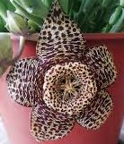 Huernia lepida -пагони-