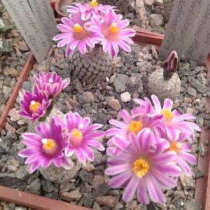 Turbinicarpus valdesianus HO246 -насіння-