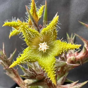 Сaralluma dummeri -пагони-