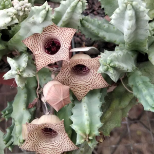 Huernia spec. PAV1604 -blue form-пагони-