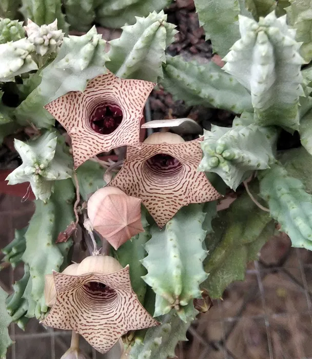 Huernia spec. PAV1604 -blue form-пагони-
