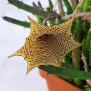 Huernia leаchii -пагони-