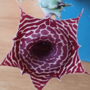 Huernia barbata -Koehres- пагони-