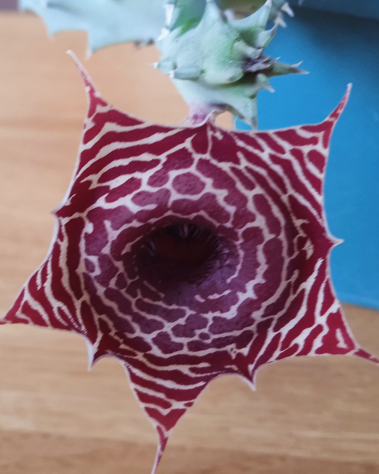 Huernia barbata -Koehres- пагони-