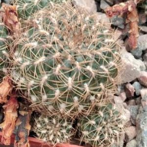 Sulcorebutia spec. HS221