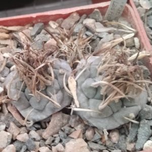 Turbinicarpus klinkerianus -Las Flores- Piltz- двійня-