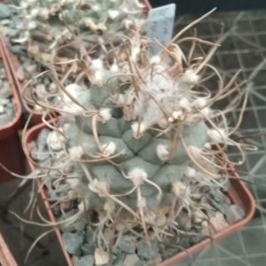 Turbinicarpus macrochele ssp. kupcakii MK93.294