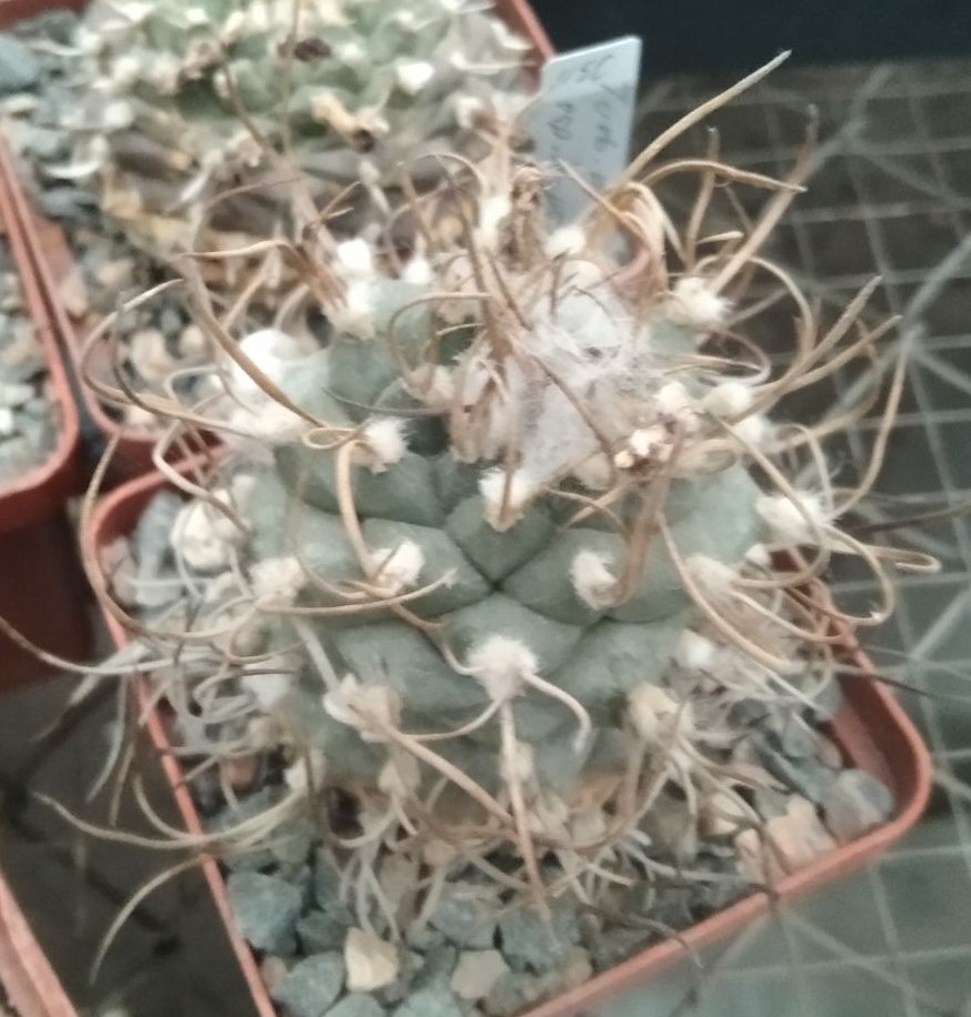 Turbinicarpus macrochele ssp. kupcakii MK93.294