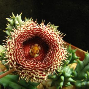 Huernia histrix v.parvula ES2314 -суперквіти- пагони-