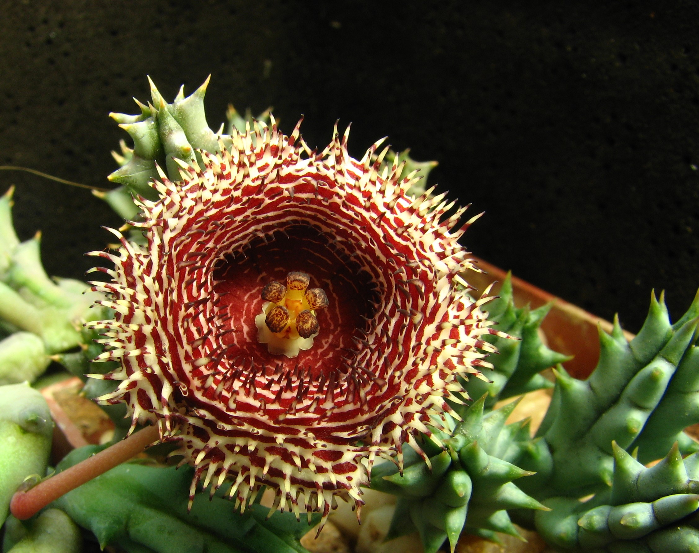 Huernia histrix v.parvula ES2314 -суперквіти- пагони-