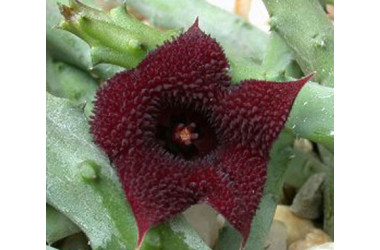 Huernia macrocarpa v. penzigii -пагони-