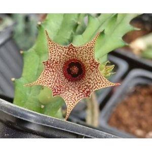 Huernia concinna -пагони-