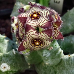 Caralluma europaea -пагони-