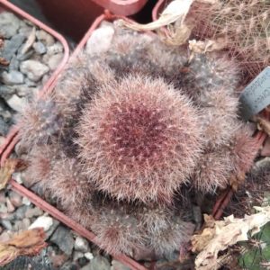 Sulcorebutia swobodae HS27b - дітки-