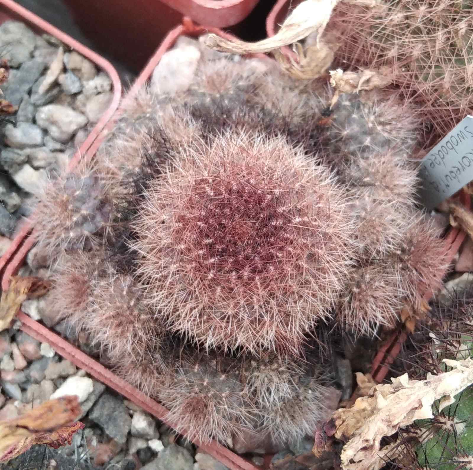 Sulcorebutia swobodae HS27b - дітки-