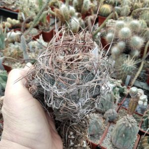 Astrophytum capricorne v. minor -diam.- 7.5cm