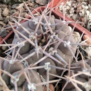 Gymnocalycium spec. -Telaritos-