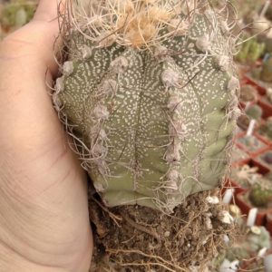 Astrophytum asterias x "Weisse Stachel"- diam.-8cm-