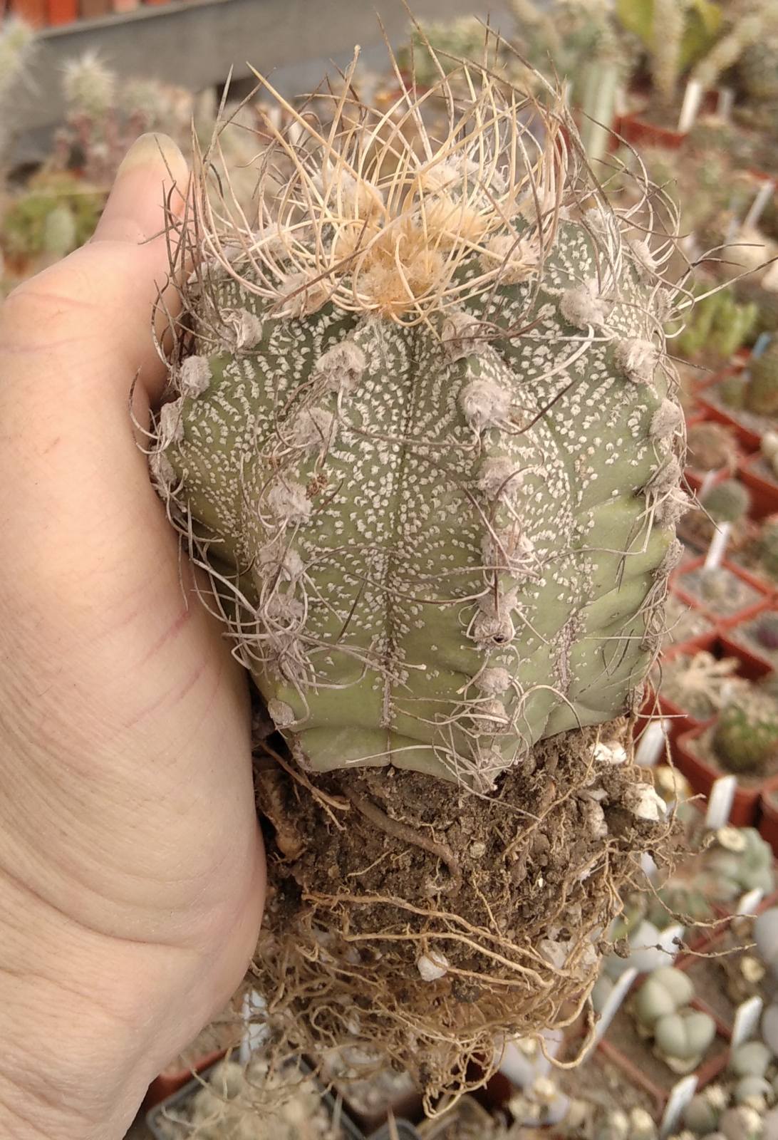 Astrophytum asterias x "Weisse Stachel"- diam.-8cm-