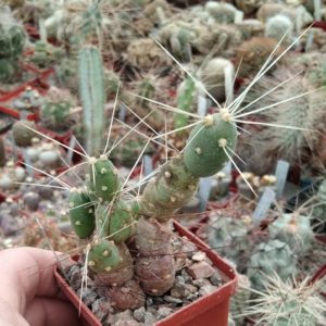 Maihueniopsis deflexispinus -пагони-