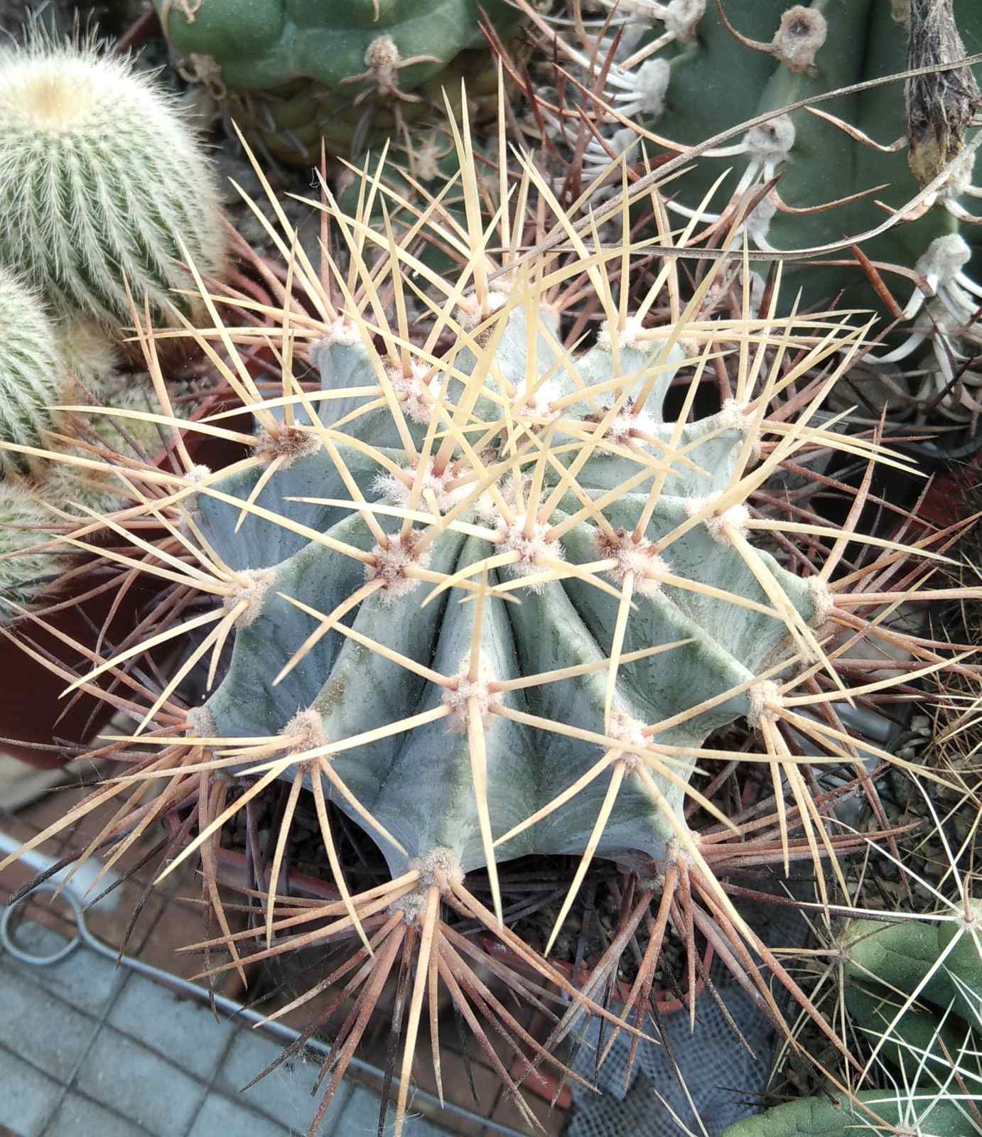 Ferocactus glaucescens -MG-cube-8cm-