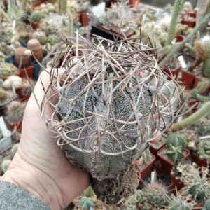Astrophytum niveum -diam.- 9cm-