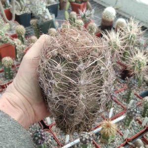 Astrophytum capricorne “Weisse Stachel”-Koehres-10cm-