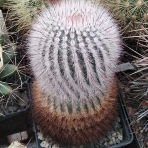 Notocactus scopa v. cobrensis -El Cobre- MG- cube-8cm- 20years-