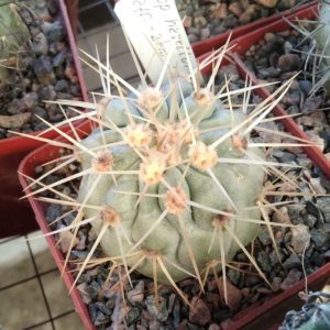 Copiapoa aff. haseltoniana -2km nord of Paposo-cube-7cm-своє коріння-