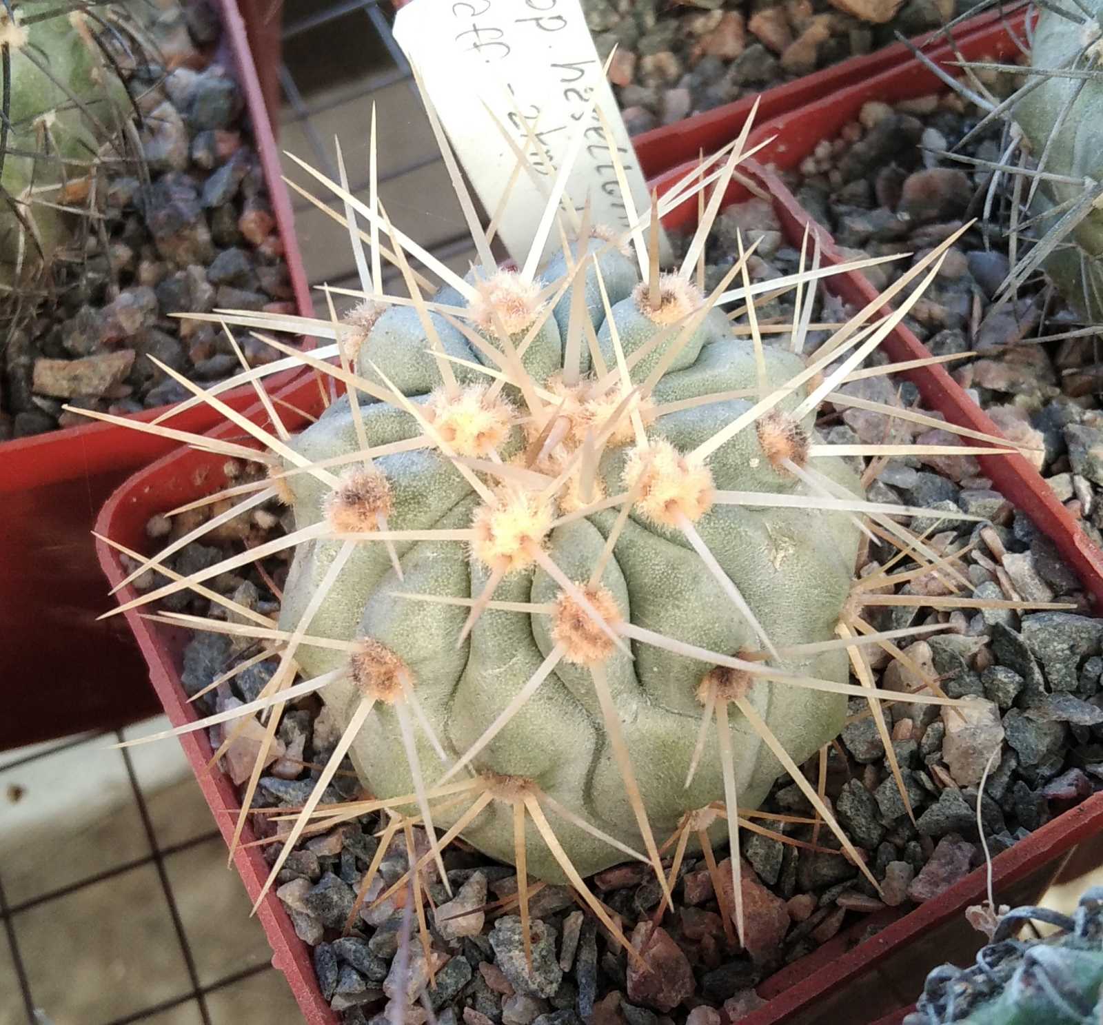 Copiapoa aff. haseltoniana -2km nord of Paposo-cube-7cm-своє коріння-