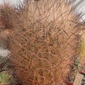 Echinomastus unguispinus GL607 -cube-8cm-