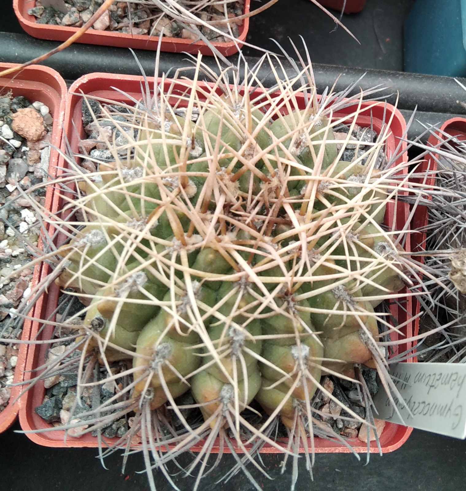 Gymnocalycium hamatum M111 -cube-8cm-