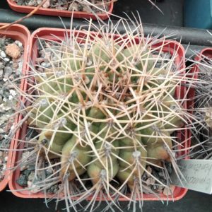 Gymnocalycium hamathum M111 -cube-9cm-