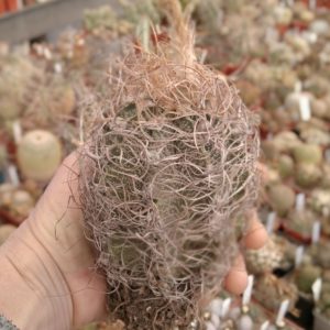 Astrophytum capricorne "Weisse Stachel"-diam.-9cm-